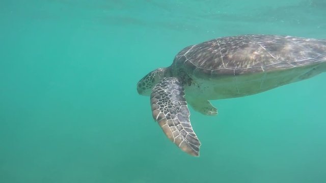 UNDERWATER SLOW MOTION CLOSE UP: Green sea turtle swimming in crystal clear ocean lagoon on a beautiful sunny day. Large sea turtle swimming in blue seas under the water surface in Mexico