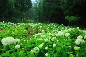 森と紫陽花 © yspbqh14