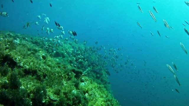 Underwater two banded breams shoal and little bogas shoal - scuba diving