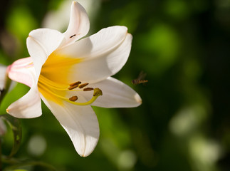 White lily and bee