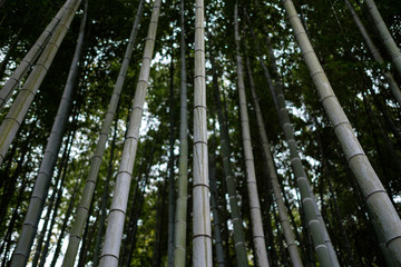 Kyoto