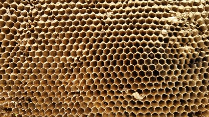 Honeycomb, close-up