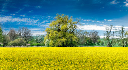 Obraz premium Rape field