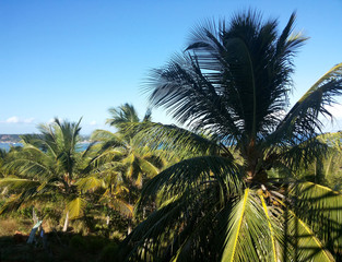 Fototapeta na wymiar Coconut palms