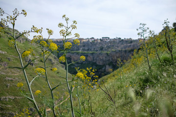 Matera