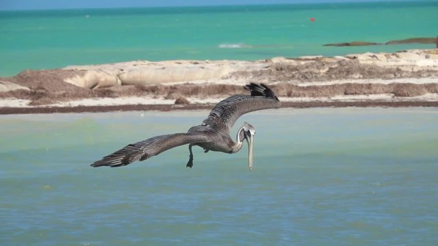 SLOW MOTION, CLOSE UP: Hungry wild pelican hunting fish in a beautiful emerald sea on the Yucatan peninsula, Mexico. Wild bird dropping from the sky plunging head first into the water to catch a meal