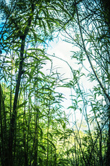 Bamboo leaves, artistic background