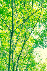 Bamboo leaves in the summer