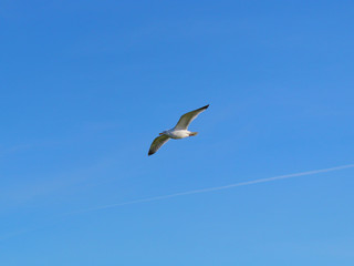 Seagull In Flight