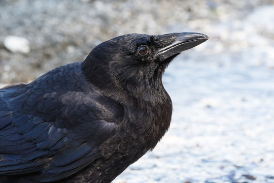 Black Northwestern Crow