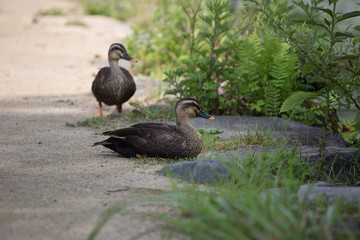 休憩中のカモ