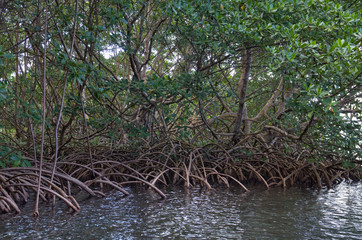 Mangrove, Guadeloupe