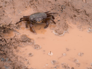 The Crab with Foam in The Mouth