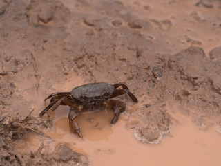 The Crab Walking