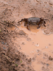 The Crab with Water in The Mouth