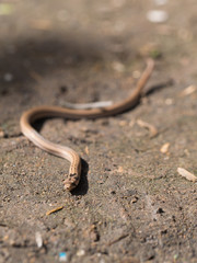 Snake Crawling on The Ground