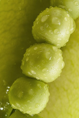 semillas de chícharo