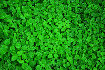 Green leaves background.