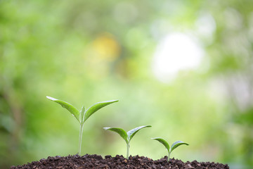 Tree planting