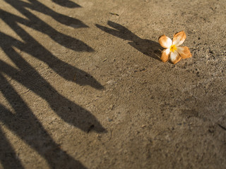 Plumeria Withered Flower Fall