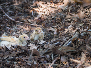 Chicks Sit on Dry leaves