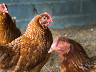 Brown Chicken Egg Standing