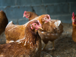Chicken Egg Standing