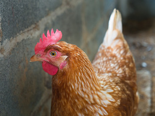 Brown Chicken Egg Standing
