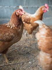 Chicken Egg Standing
