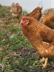 Chicken Egg Standing on The Ground