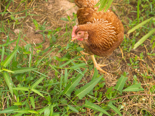 Brown Chicken Egg Walked