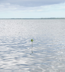 Mangrove, Guadeloupe