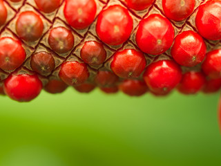 Red Seeds from The Flower