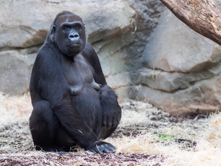 gorilla