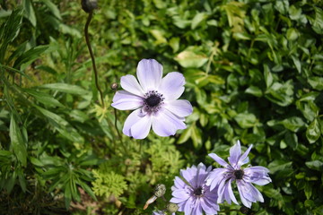 Fototapeta premium Single purple flower