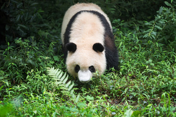 Young giant panda walking in the grass