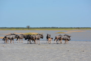 Naklejka na ściany i meble Family of Wildebeest is running in the lake, Salt flat in Nata Bird Sanctuary, Makgadikgadi pan, Botswana, Africa