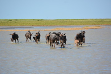 Fototapeta na wymiar Family of Wildebeest is standing in the lake, Salt flat in Nata Bird Sanctuary, Makgadikgadi pan, Botswana, Africa