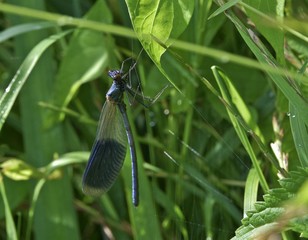 eine Libelle am Blatt