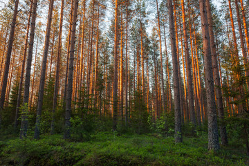 Early sun rays in forest