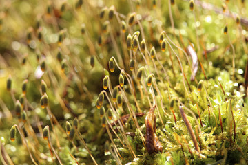 Macro view of moss capsules in the morning sunlight