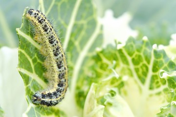 Green caterpillar with black spots on cabbage