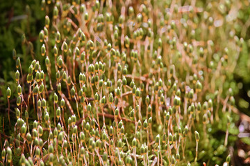 Obraz premium Macro view of moss capsules in the morning sunlight
