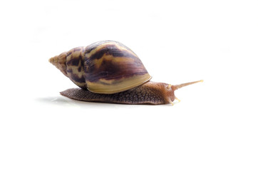 Snail isolated on white background.