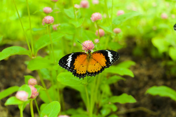 Obraz premium The Butterfly and flower in public park, Background,garden