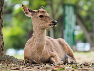 Nara deer