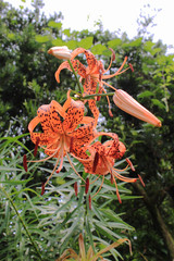オニユリの花