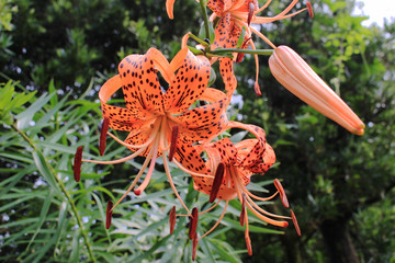 オニユリの花