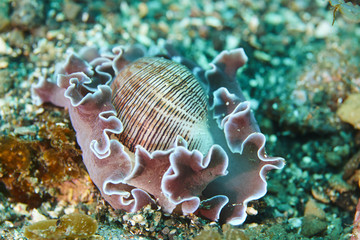 Fototapeta premium ミスガイ-03