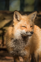 Fototapeta premium Red Fox – Vulpes Vulpes Closeup